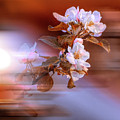 Apple Tree Flower on Spring Day