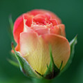 Hot Morning Rose In Summer 