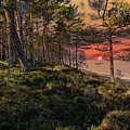SUNSET X 